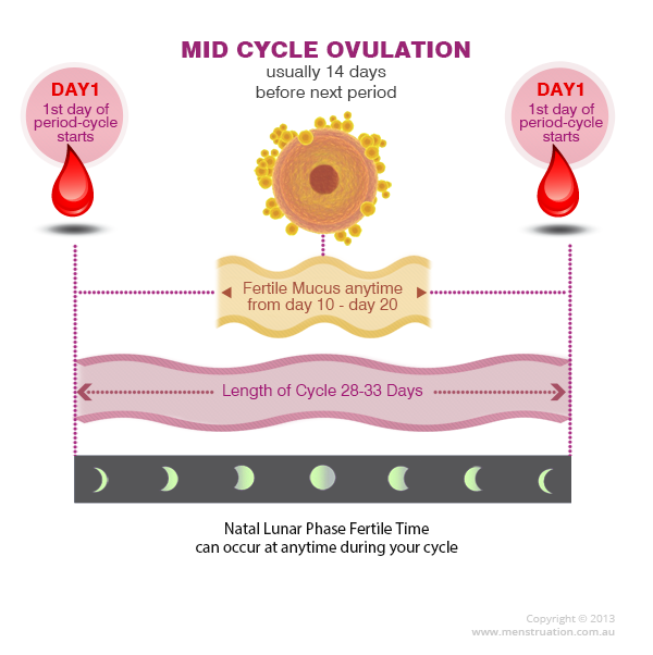 Diagram of fertile days within menstrual cycle