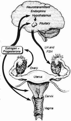 Hormones and the female body