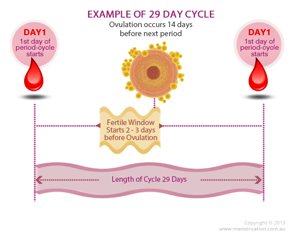 menstrual cycle diagram showing days, ovulation and bleeding
