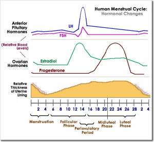 menstrual cycle hormones